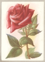Чайно-гибридная роза Сорт Пуансеттия Открытка артикул 3368c.